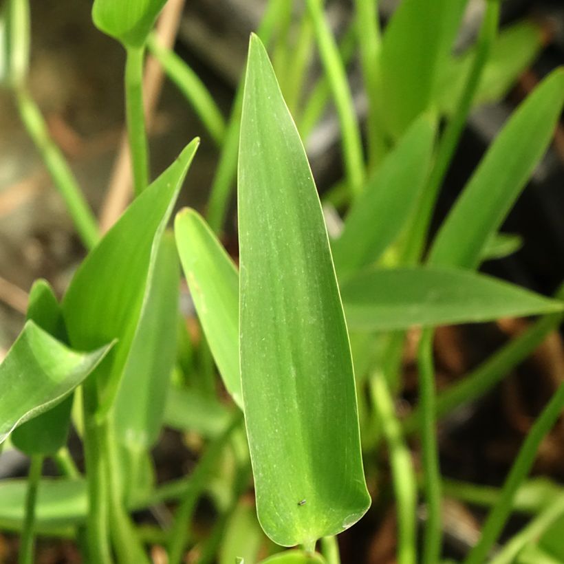 Pontederia lanceolata - Pontédérie à feuilles lancéolées (Feuillage)
