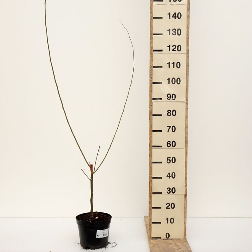 Example of Populus alba Richardii - Peuplier blanc Pot de 4L/5L as you get in hiver