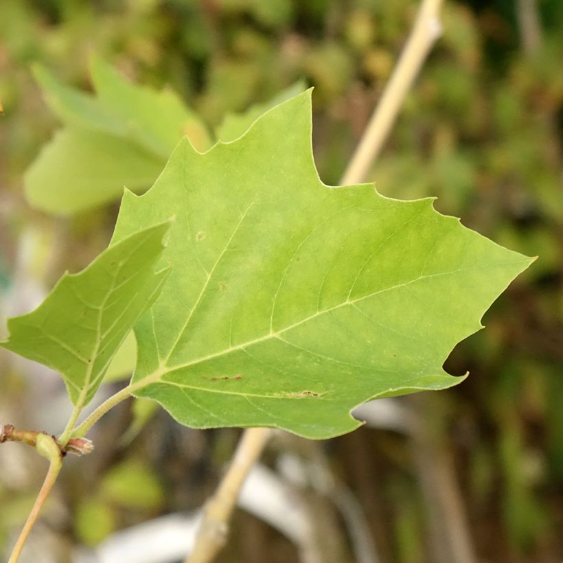 Populus nigra Lombardy Gold - Peuplier noir (Foliage)