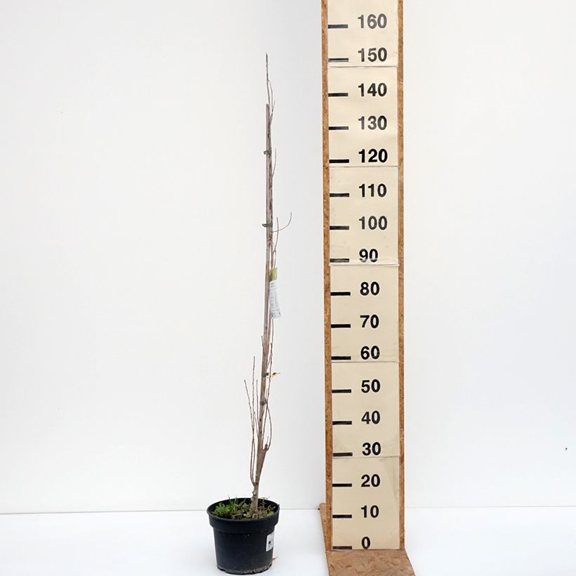 Spécimen de Populus nigra Lombardy Gold - Peuplier noir Pot de 3L/4L tel que livré en automne