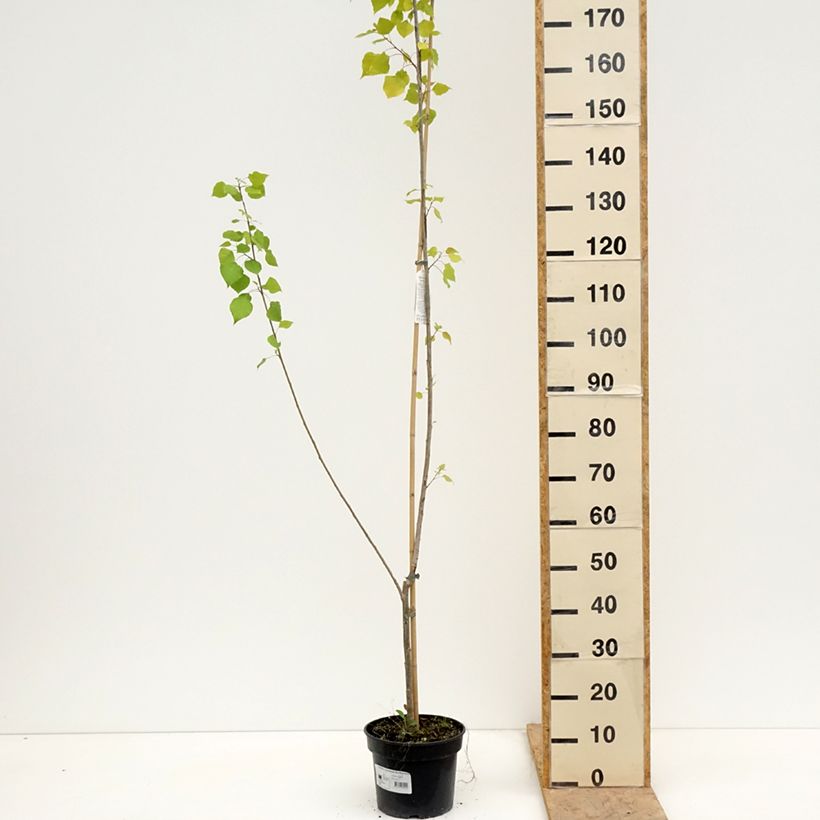 Example of Populus x canadensis Serotina Aurea - Peuplier euraméricain Pot de 4L/5L as you get in printemps