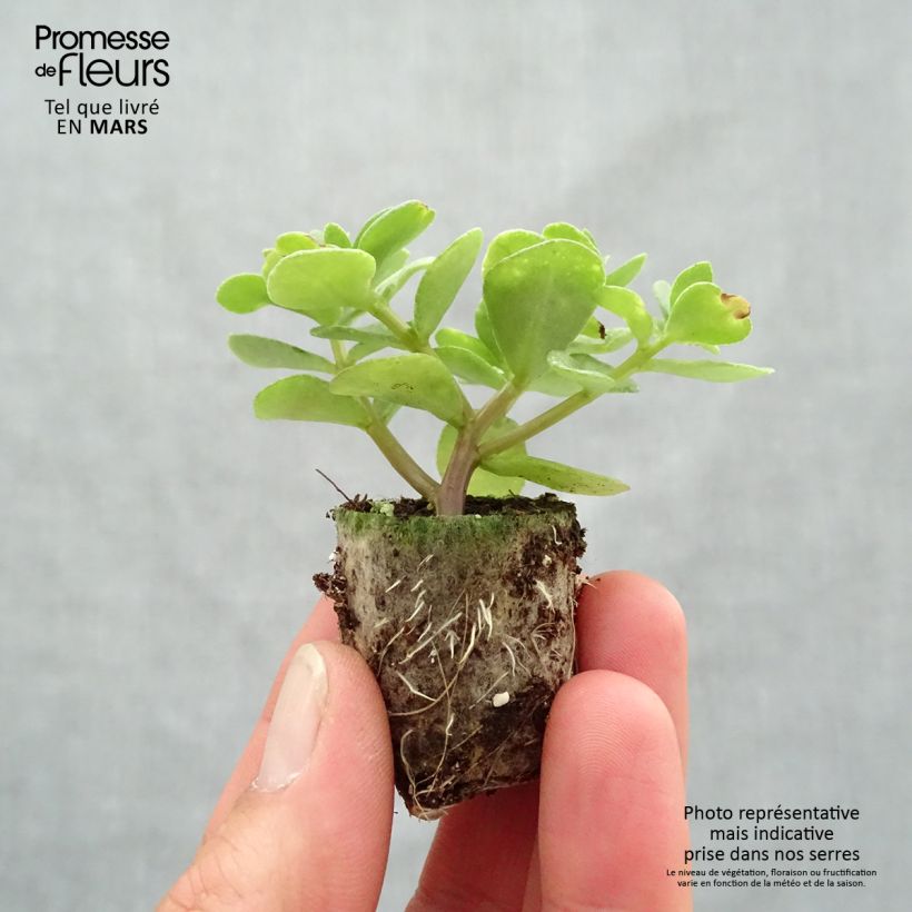 Example of Portulaca Pazzaz Nano Yellow Twist Mini-motte Ø 3/4 cm as you get in printemps