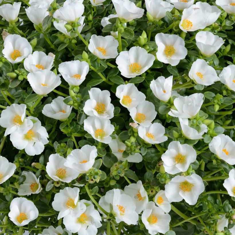 Portulaca Pazzaz White - Pourpier annuel (Flowering)