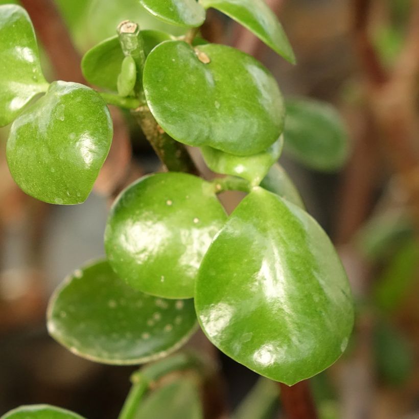 Portulacaria afra Macrophylla - Pourpier en arbre (Foliage)