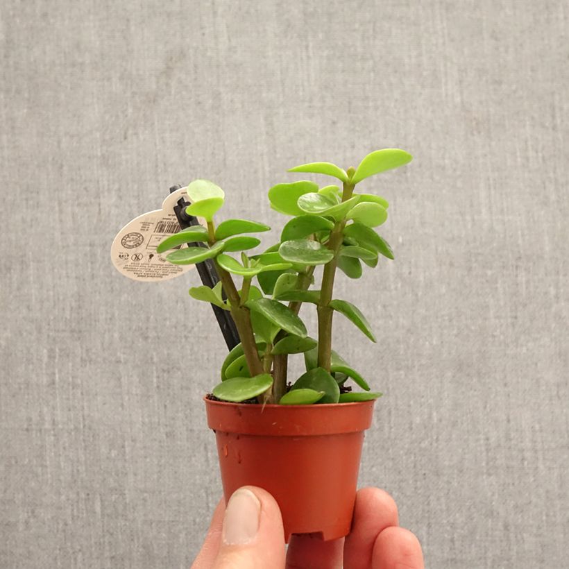 Spécimen de Portulacaria afra Variegata Mini-plante tel que livré au printemps