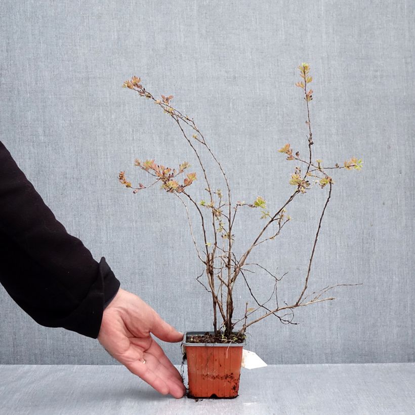 Spécimen de Potentilla fructicosa Glamour Girl - Potentille arbustive Godet de 8/9 cm tel que livré en automne