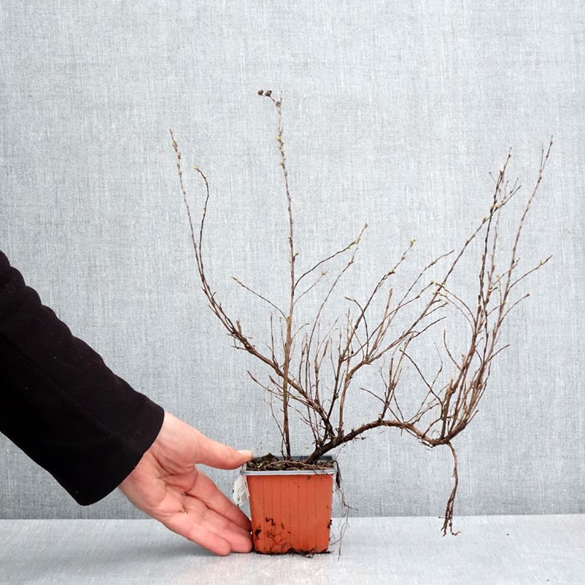 Example of Potentilla fructicosa Glamour Girl - Potentille arbustive Godet de 8/9 cm as you get in printemps