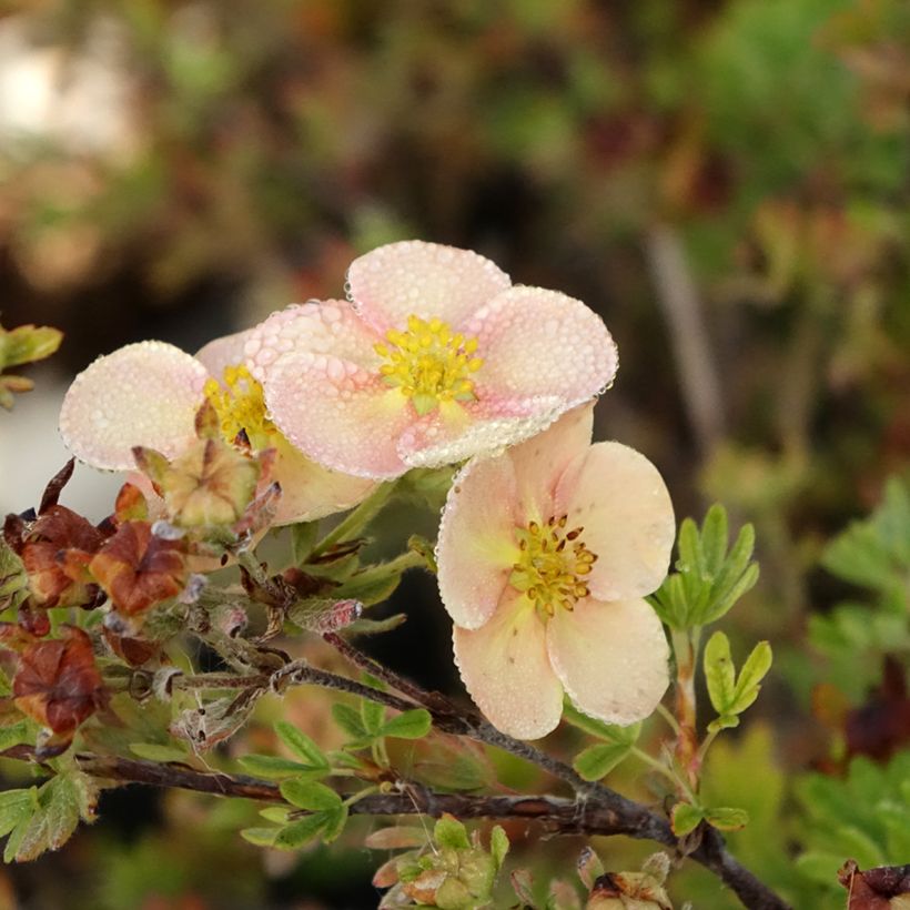 Potentilla fructicosa Glamour Girl - Potentille arbustive (Flowering)