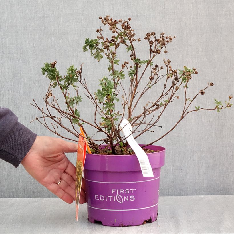 Spécimen de Potentilla fruticosa Citrus Tart- Potentille arbustive Pot de 2L/3L tel que livré en automne