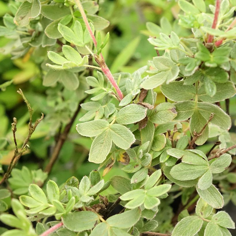 Potentilla fruticosa Creme brulée- Potentille arbustive (Foliage)