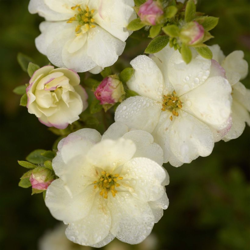 Potentille arbustive - Potentilla fruticosa Double Punch Cream (Flowering)