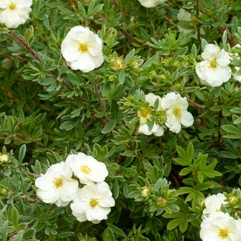 Potentille arbustive - Potentilla fruticosa Double Punch Cream (Foliage)