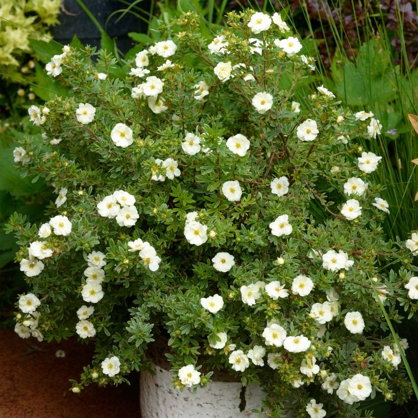 Potentille arbustive - Potentilla fruticosa Double Punch Cream (Plant habit)