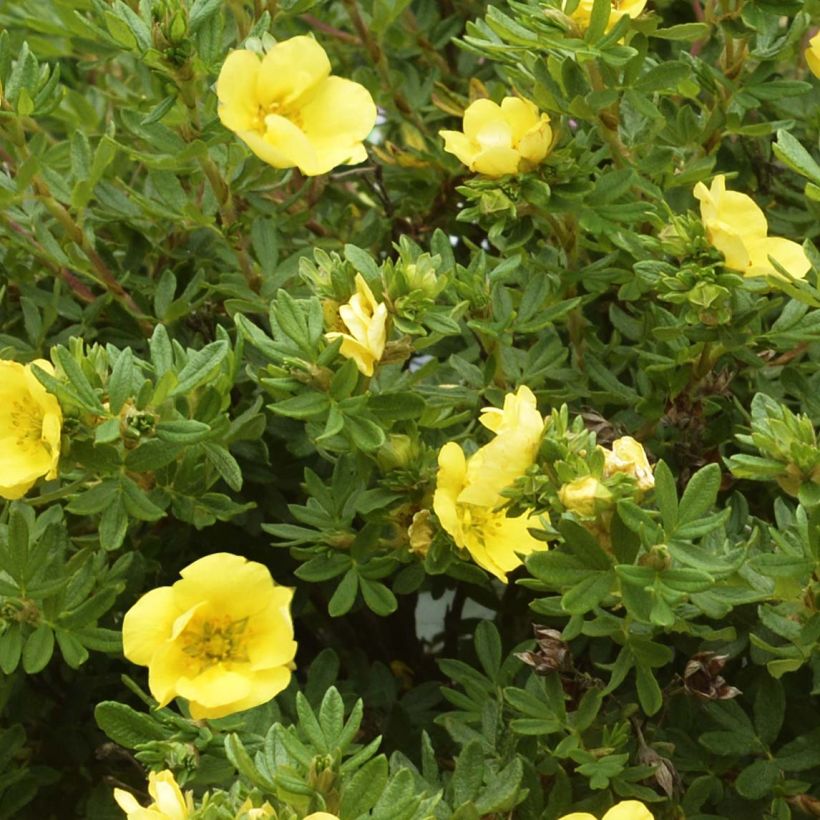 Potentille arbustive - Potentilla fruticosa Double Punch Gold (Foliage)