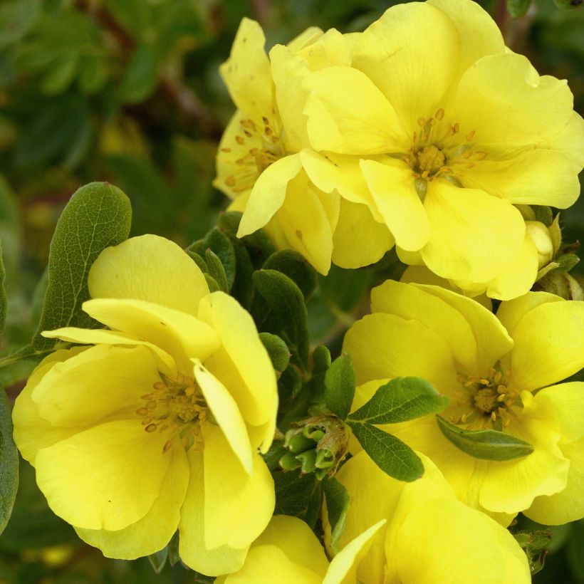 Potentille arbustive - Potentilla fruticosa Double Punch Gold (Flowering)