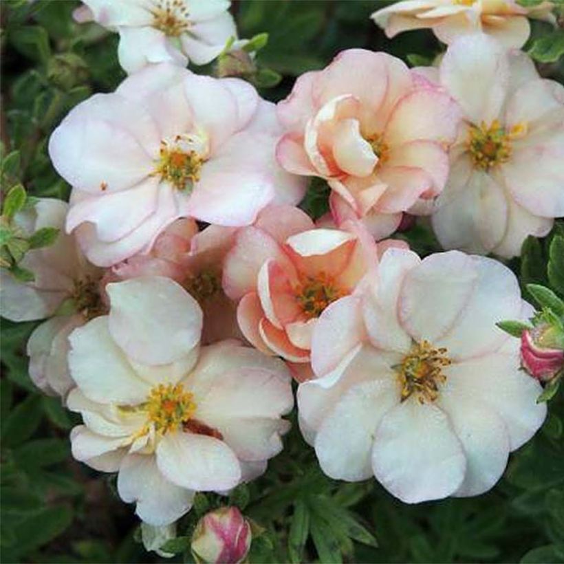 Potentilla fruticosa Double Punch Pastel - Potentille arbustive (Flowering)