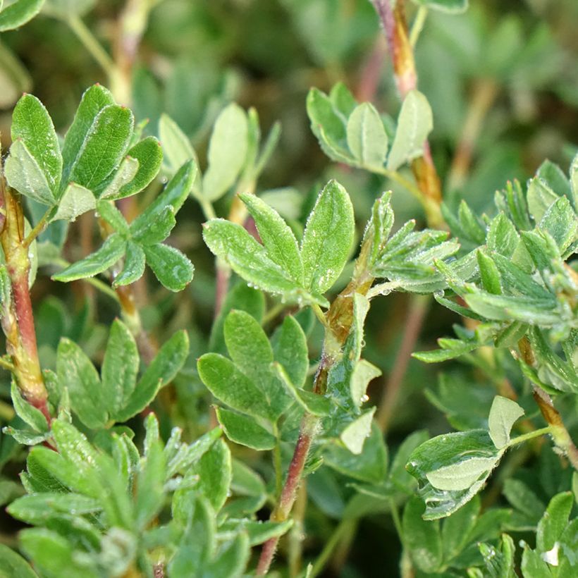 Potentilla fruticosa Double Punch Pastel - Potentille arbustive (Foliage)