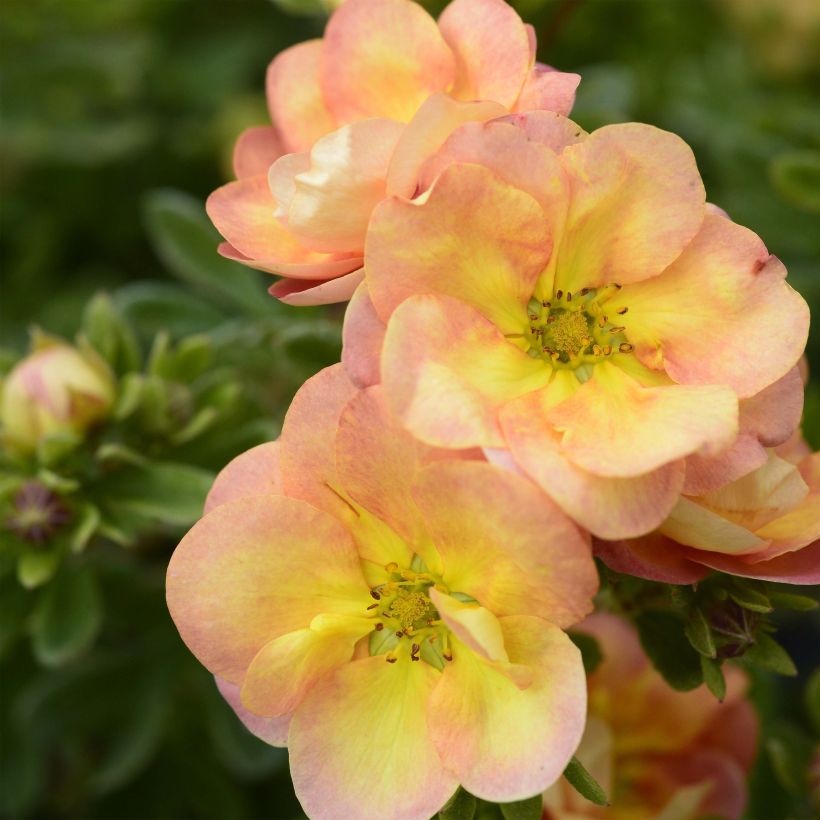 Potentille arbustive - Potentilla fruticosa Double Punch Peach (Flowering)