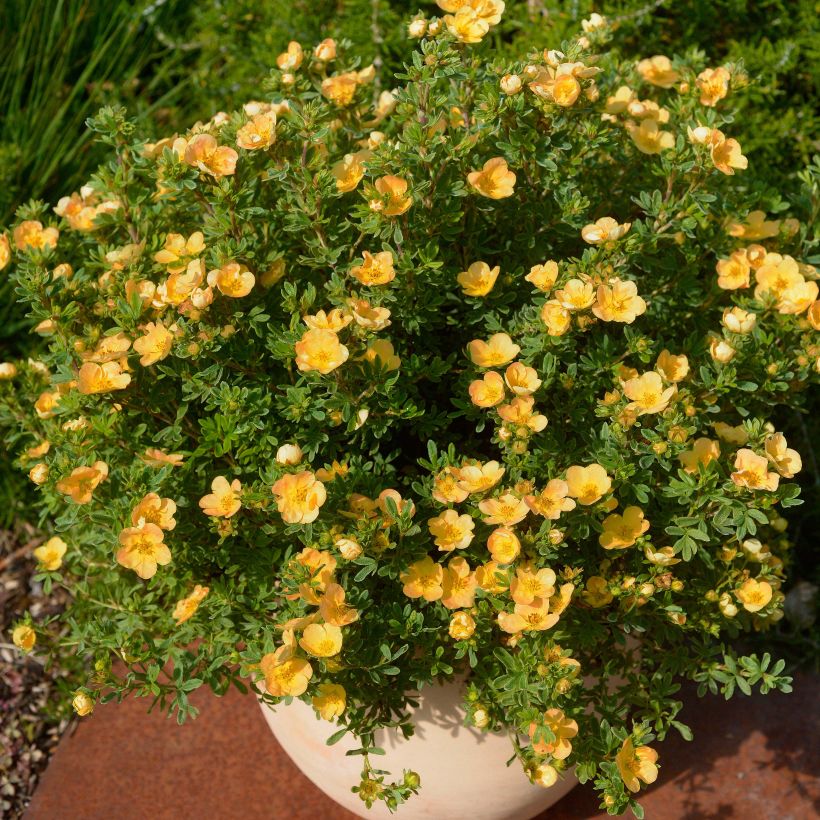 Potentille arbustive - Potentilla fruticosa Double Punch Peach (Plant habit)