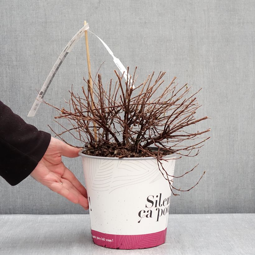 Spécimen de Potentilla fruticosa Double Punch Pink - Potentille arbustive Pot de 4L/5L tel que livré en hiver