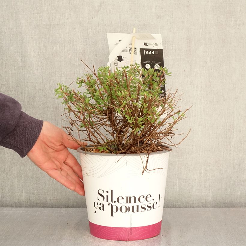Spécimen de Potentilla fruticosa Double Punch Pink - Potentille arbustive Pot de 4L/5L tel que livré au printemps