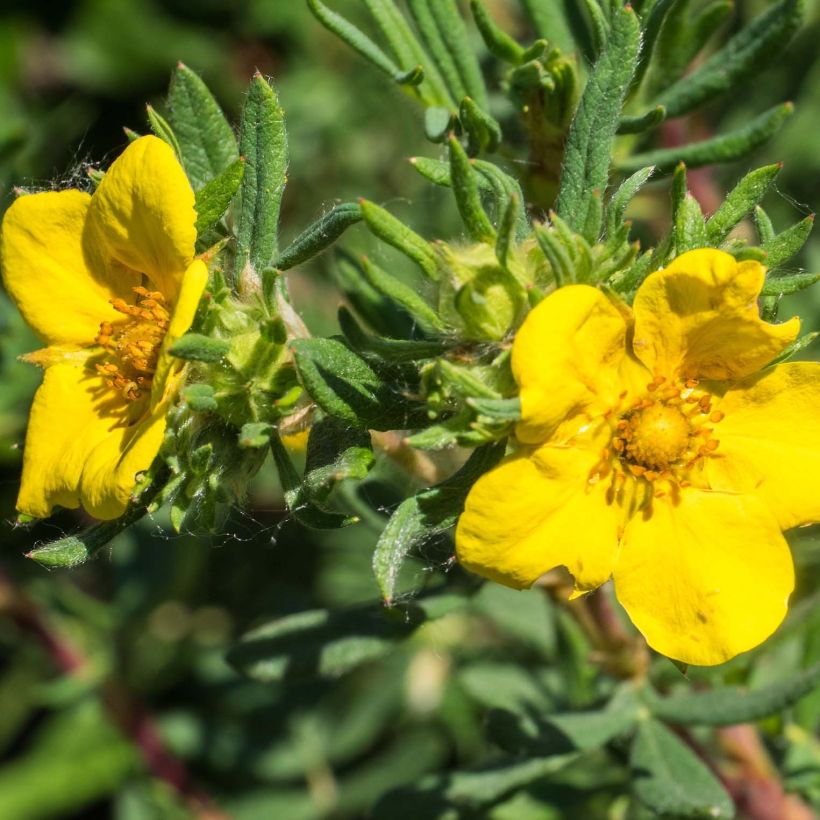 Potentille arbustive - Potentilla fruticosa Elisabeth (Flowering)