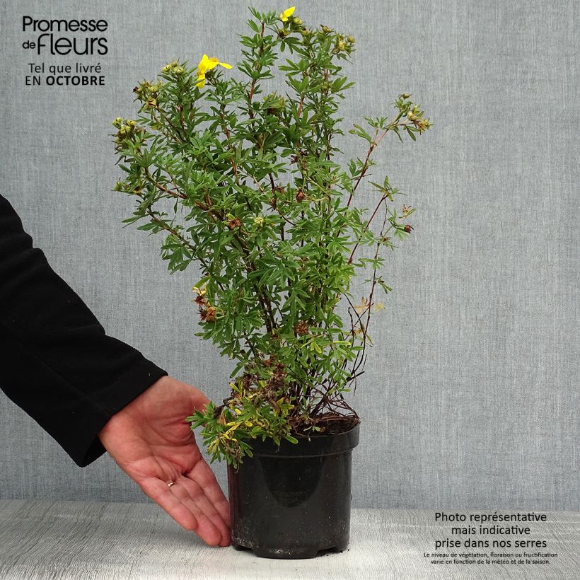 Spécimen de Potentilla fruticosa Goldfinger - Potentille arbustive  Pot de 1L/1,5L tel que livré en automne