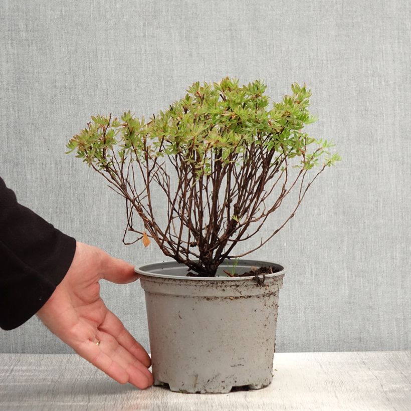 Example of Potentilla fruticosa Lovely Pink- Potentille arbustive Pot de 1,5L/2L as you get in printemps