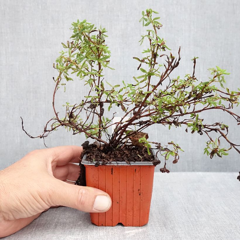 Spécimen de Potentilla fruticosa Marian Red Robin - Potentille arbustive Godet de 8/9 cm tel que livré en automne