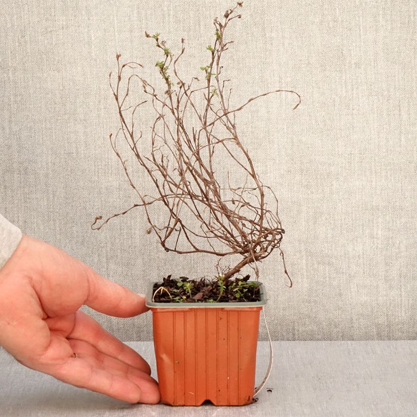 Example of Potentilla fruticosa Marian Red Robin - Potentille arbustive Godet de 8/9 cm as you get in printemps