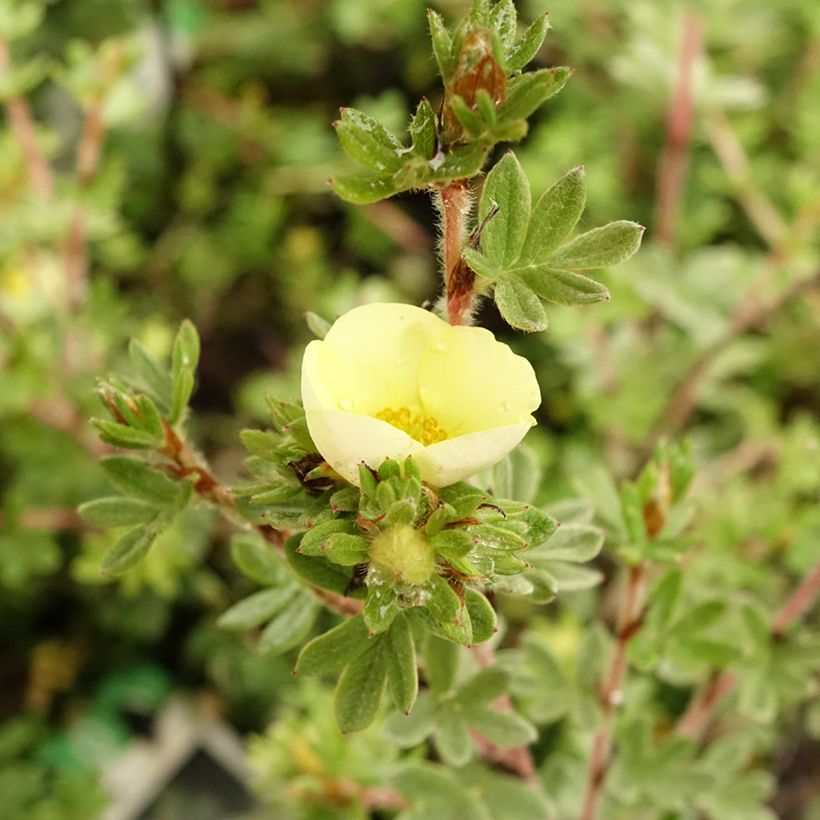 Potentilla fruticosa Primrose Beauty - Potentille arbustive (Flowering)