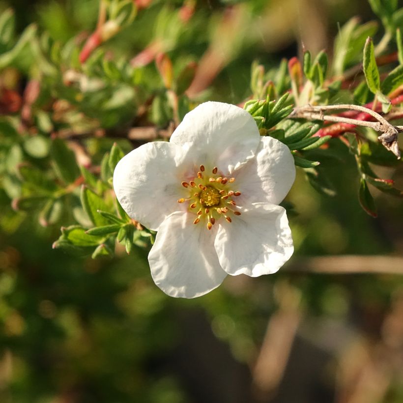 Potentilla fruticosa Princess Pink Queen - Potentille arbustive (Flowering)