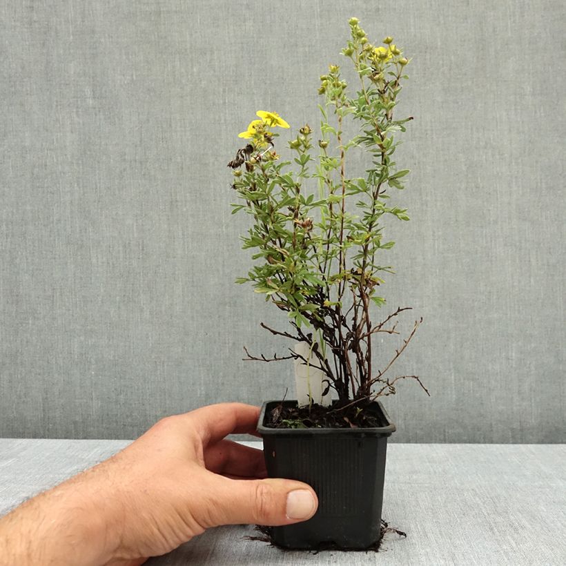 Spécimen de Potentilla fruticosa Sommerflor- Potentille arbustive Godet de 8/9 cm tel que livré en été