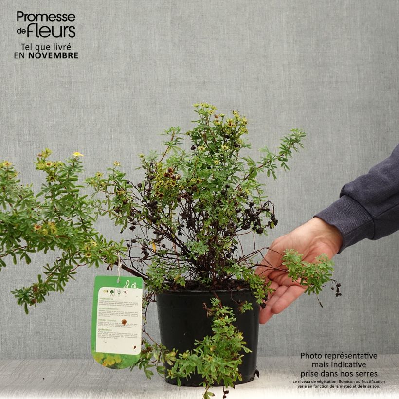 Spécimen de Potentilla fruticosa Tangerine - Potentille arbustive  Pot de 2L/3L tel que livré en automne