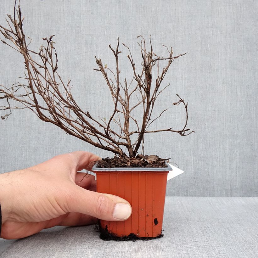 Example of Potentilla fruticosa Tangerine - Potentille arbustive  Godet de 8/9 cm as you get in printemps