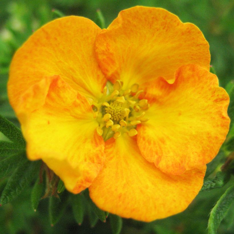 Potentilla fruticosa Tangerine - Potentille arbustive  (Flowering)