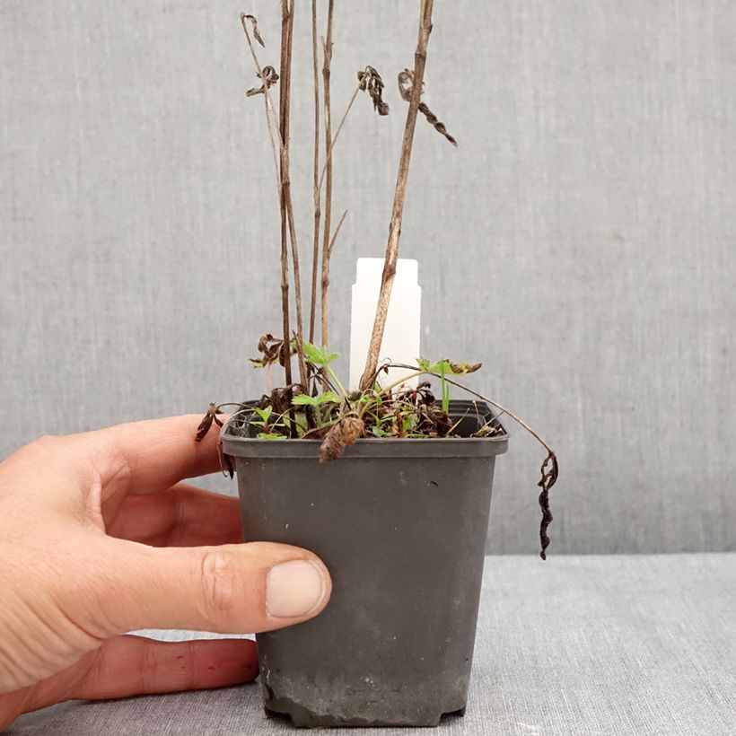 Spécimen de Potentilla recta - Potentille érigée  Godet de 8/9 cm tel que livré en automne