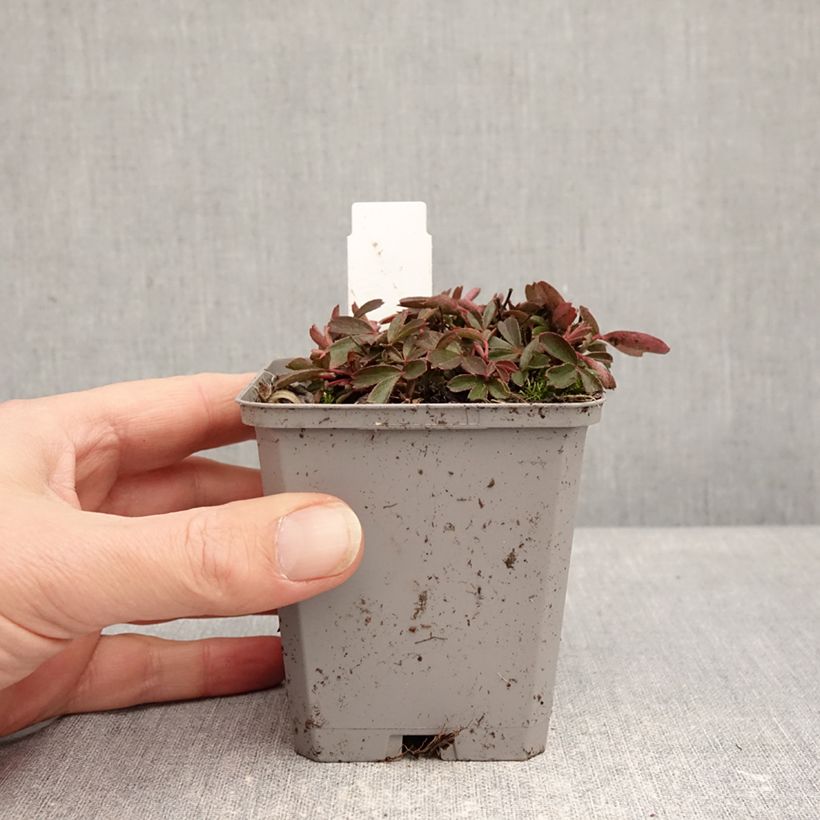 Spécimen de Potentilla tridentata Nuuk - Potentille vivace Godet de 8/9 cm tel que livré en hiver