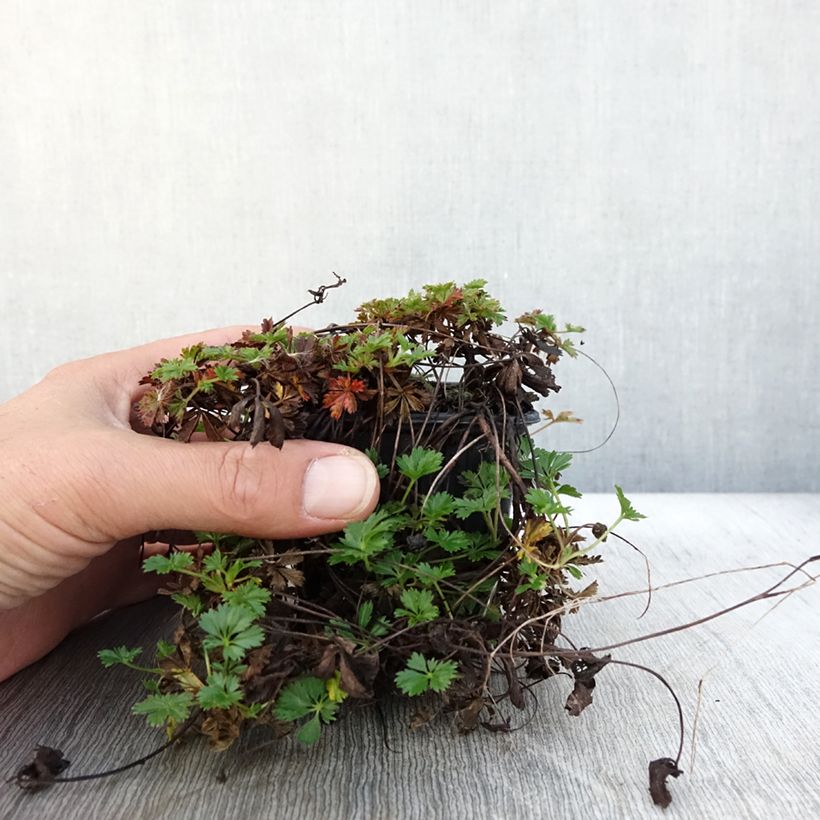Spécimen de Potentilla verna - Potentille de printemps Godet de 8/9 cm tel que livré en automne