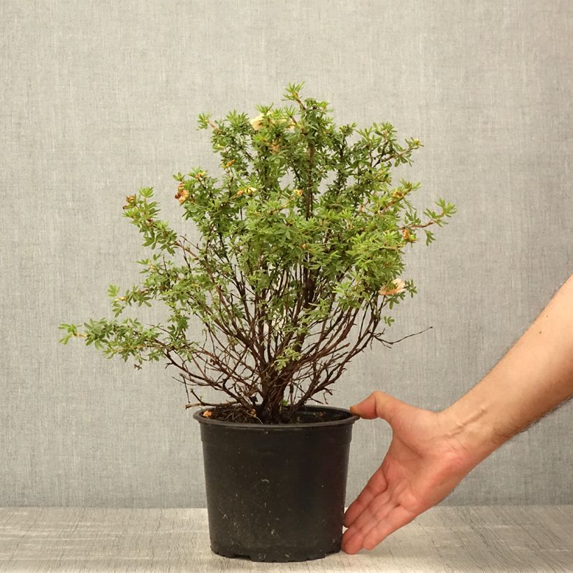 Example of Potentille arbustive Bella Apple - Potentilla fruticosa  Pot de 2L/3L as you get in printemps