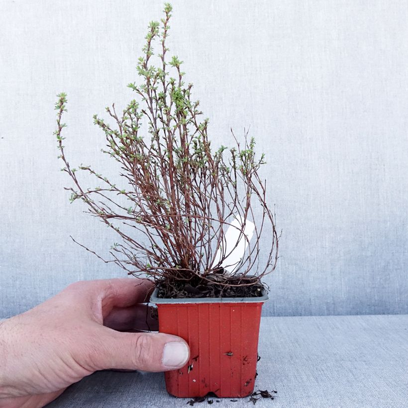 Spécimen de Potentille arbustive Bella Lindsey - Potentilla fruticosa Godet de 8/9 cm tel que livré au printemps