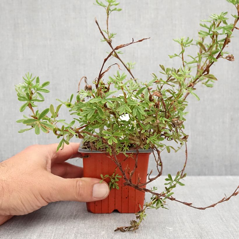 Spécimen de Potentille arbustive Bella Rosa - Potentilla fruticosa Godet de 8/9 cm tel que livré en automne