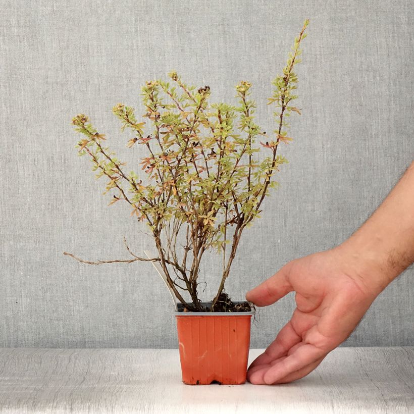 Spécimen de Potentille arbustive Bella Rosa - Potentilla fruticosa Godet de 8/9 cm tel que livré en été