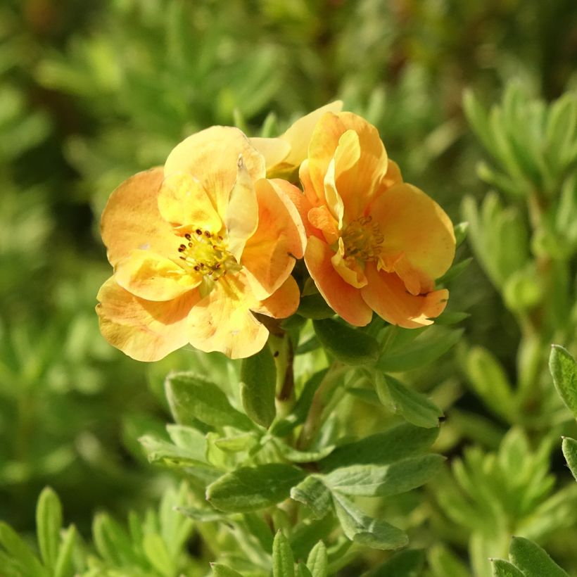 Potentille arbustive Marmalade - Potentilla fruticosa (Flowering)