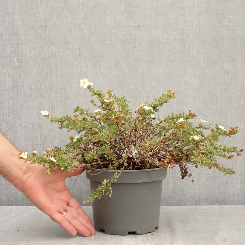 Spécimen de Potentille arbustive - Potentilla fruticosa Bella Bianca Pot de 2L/3L tel que livré en été