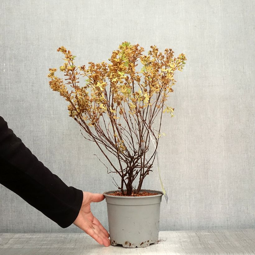 Spécimen de Potentille arbustive - Potentilla fruticosa Double Punch Gold Pot de 2L/3L tel que livré en automne