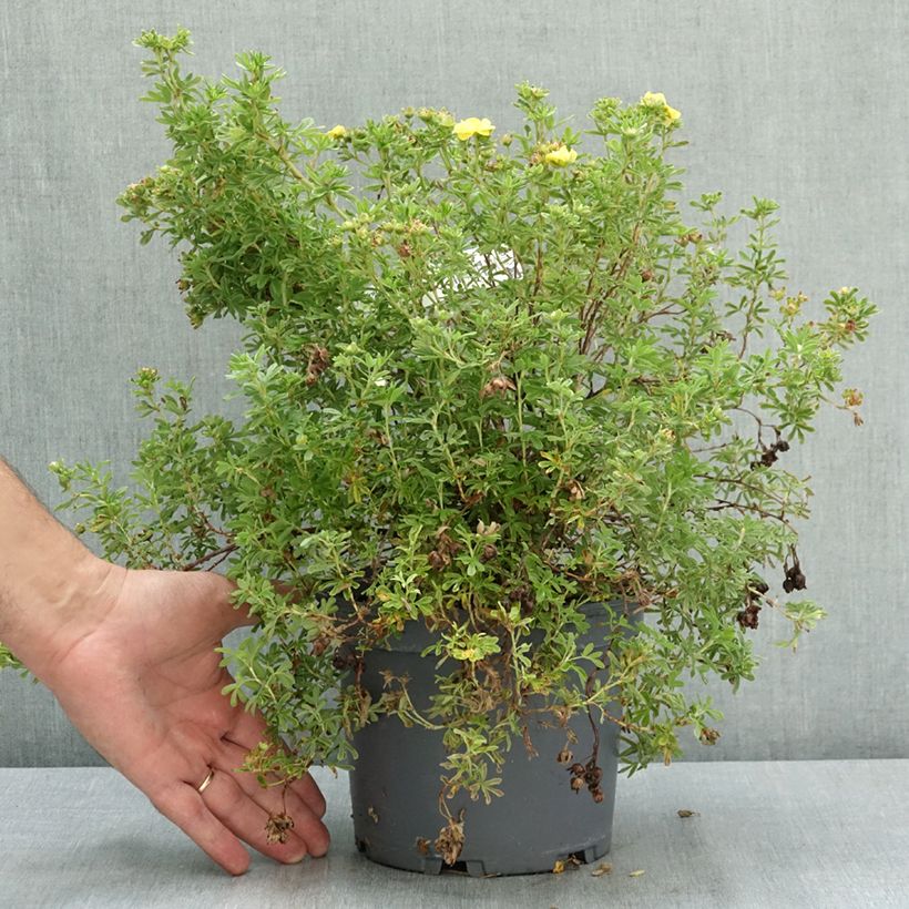 Spécimen de Potentille arbustive - Potentilla fruticosa Double Punch Peach Pot de 3L/4L tel que livré en été