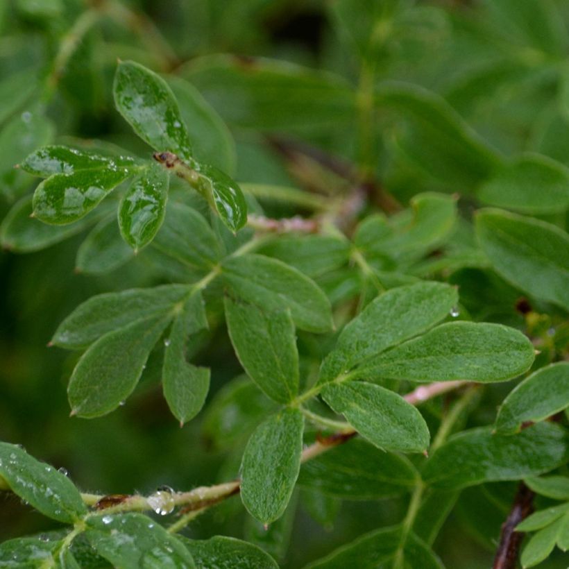 Potentilla fruticosa Abbotswood- Potentille arbustive (Foliage)