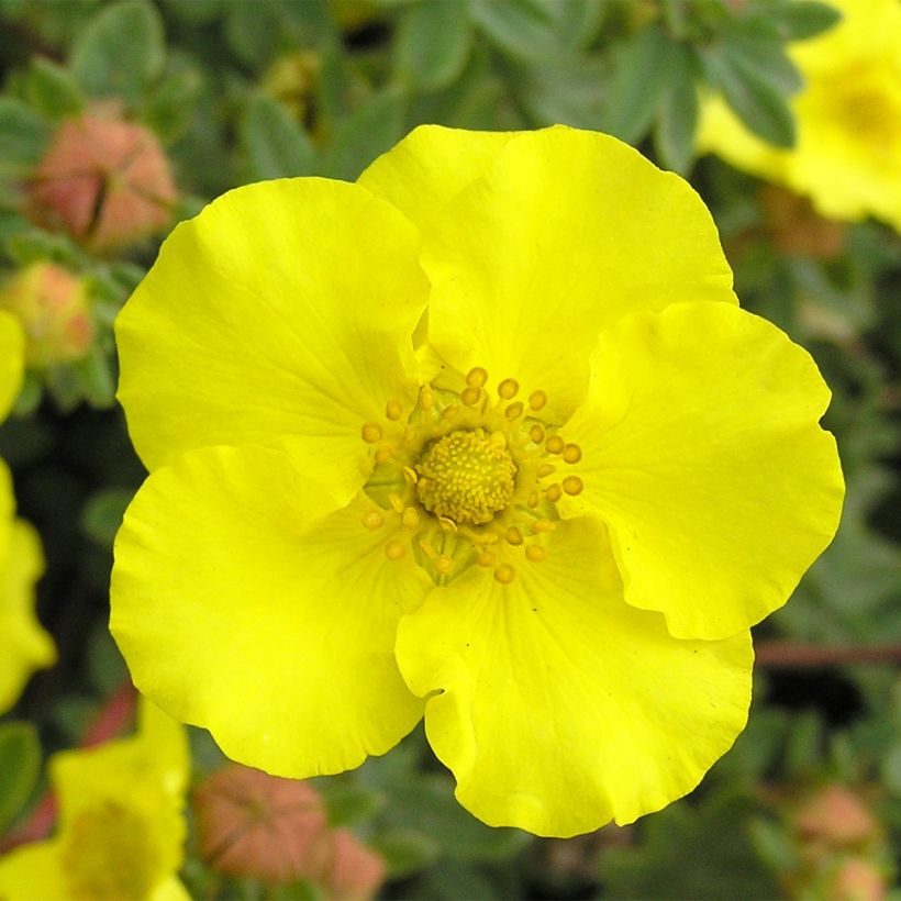 Potentilla fruticosa - Potentille arbustive (Flowering)