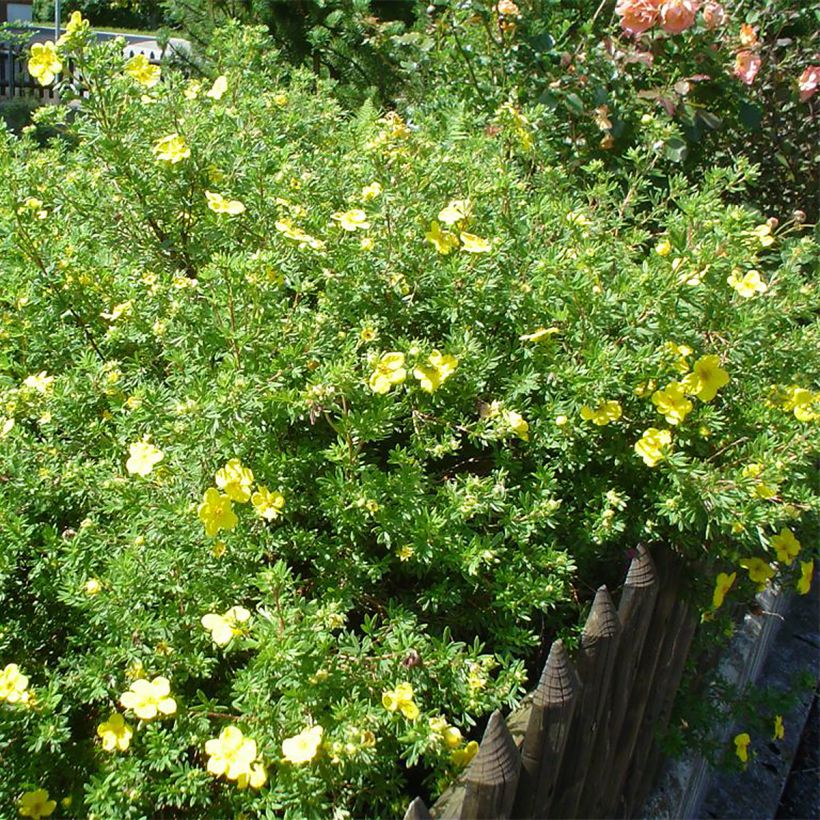 Potentilla fruticosa - Potentille arbustive (Plant habit)